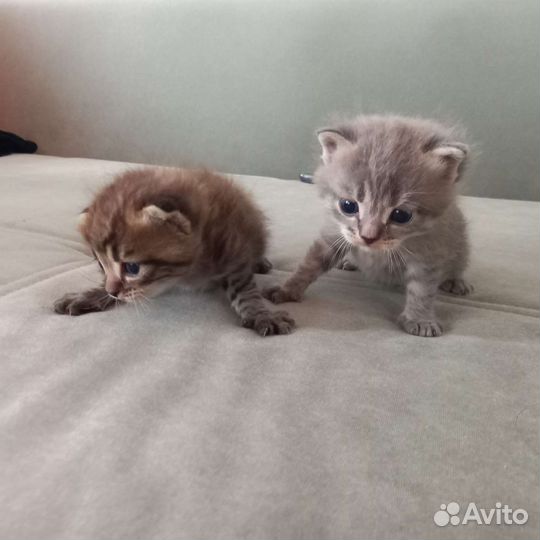 Шотландские котята