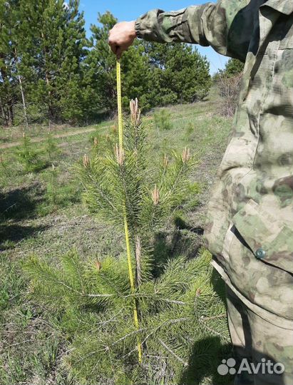 Сосна обыкновенная 5-7 м
