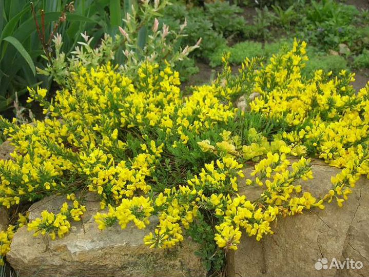 Редкие растения для сада