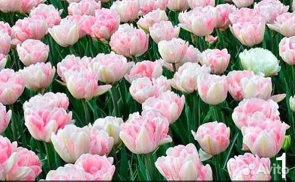 Луковицы тюльпанов