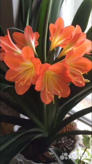 Кливия из семян, жёлтая+жёл., шлюмбергера редкая