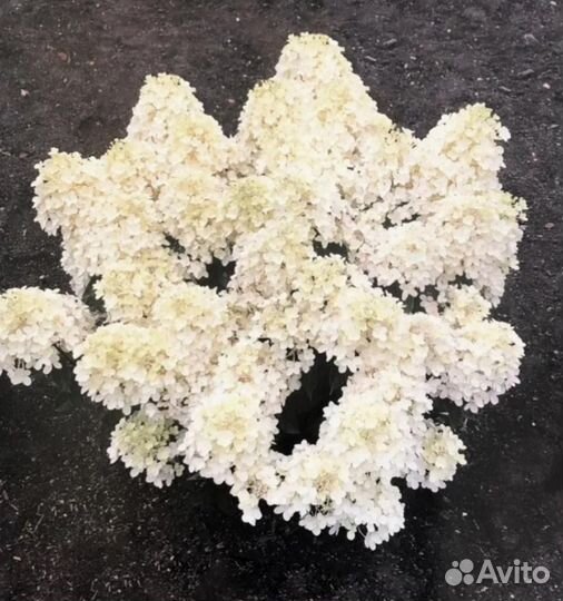 Гортензии компактные сорта