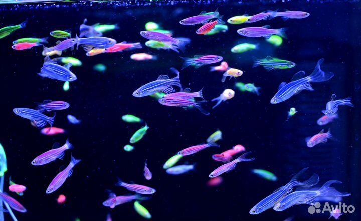 Данио глофиш