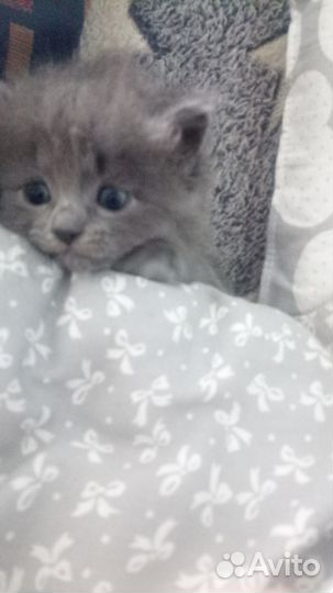 Британочка