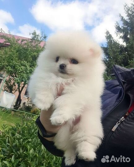 Померанский шпиц,в самом модном типе