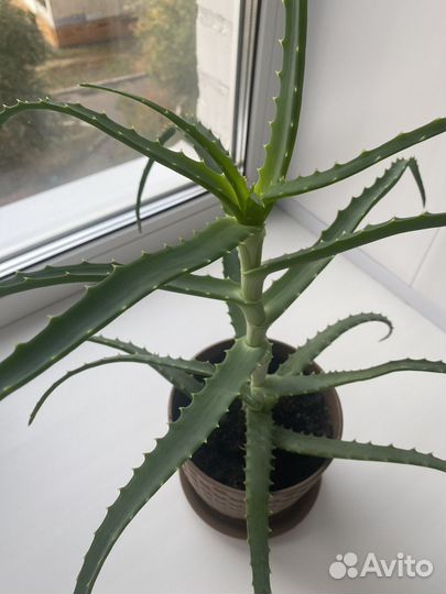 Алоэ древовидное лечебное
