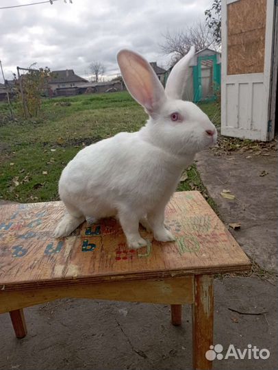 Кролик. Белый Паннон