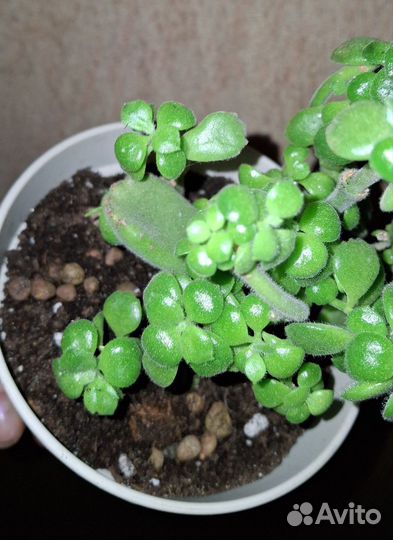 Котиледон войлочный(суккулент)