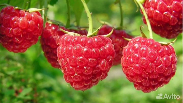 Саженцы малины, ежевики