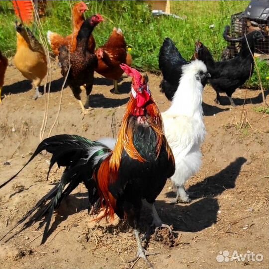 Отдых на природе фотосессия в русских