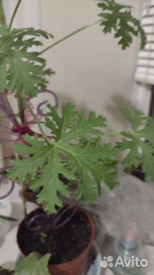 Герань душистая лимонная