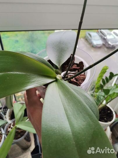 Орхидея фаленопсис сорт Горизонт