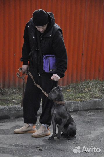 Щенки кане корсо