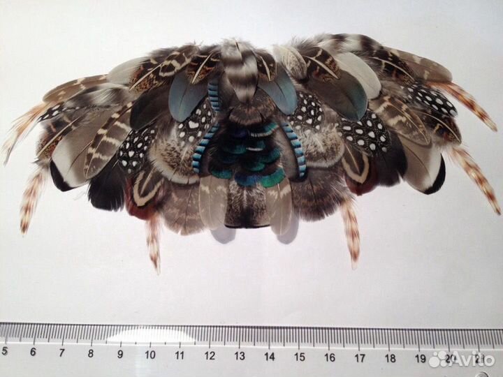 Перья для коллекции