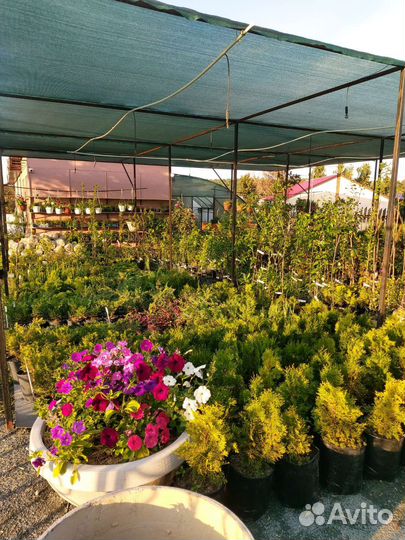 Кипарисы крупномеры