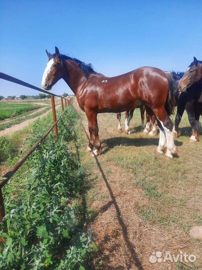 Лошади Тяжеловозы