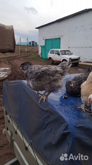 Куры Несушки