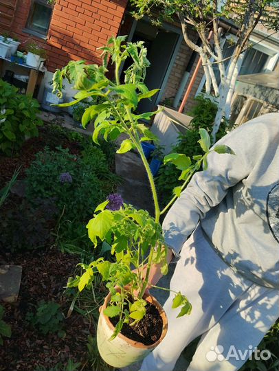 Рассада помидор