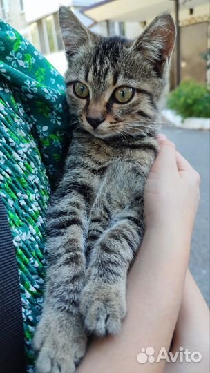 Котики бесплатно в добрые руки