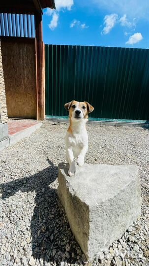 Джек Рассел терьер ищет хозяев