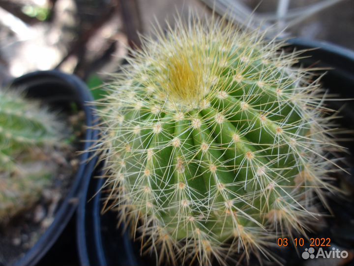 Кактусы разные