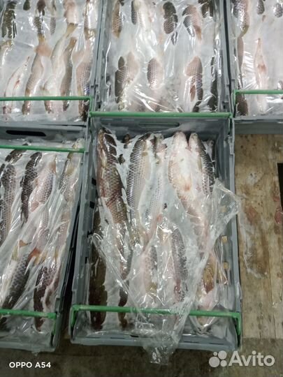 Пеленгас свежий