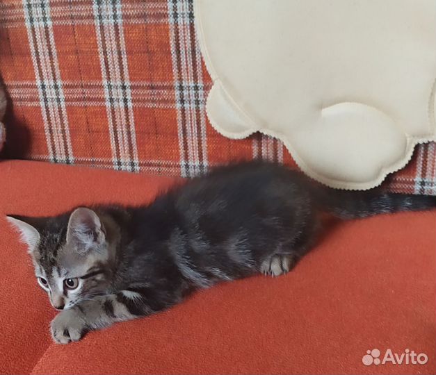 Очаровательные котята