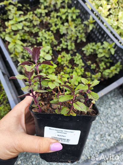 Мята в ассортименте