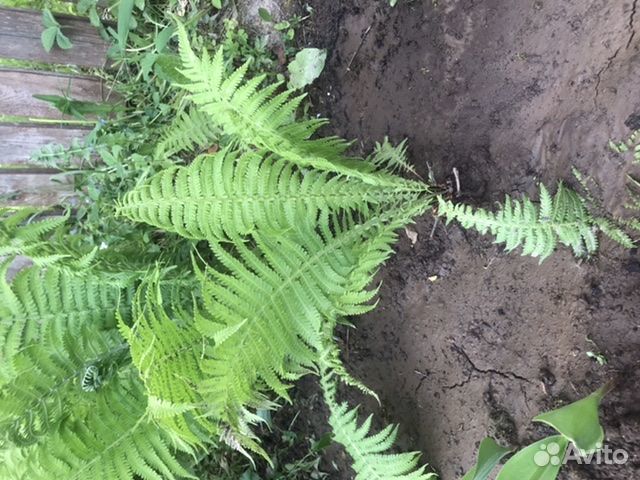 Папоротник садовый