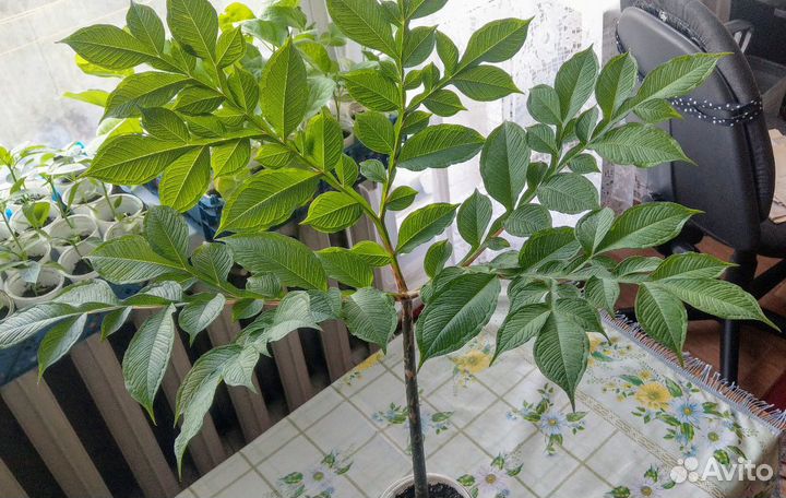 Цветы комнатные Аморфаллус