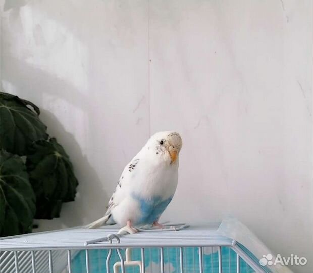 Пара попугаев и большая клетка