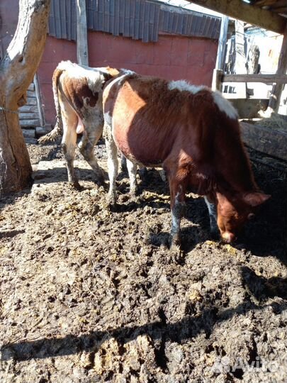 Домашние Бычки и телки