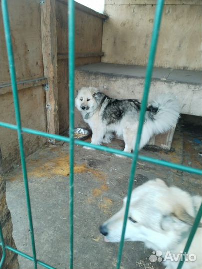 Лайка в добрые руки