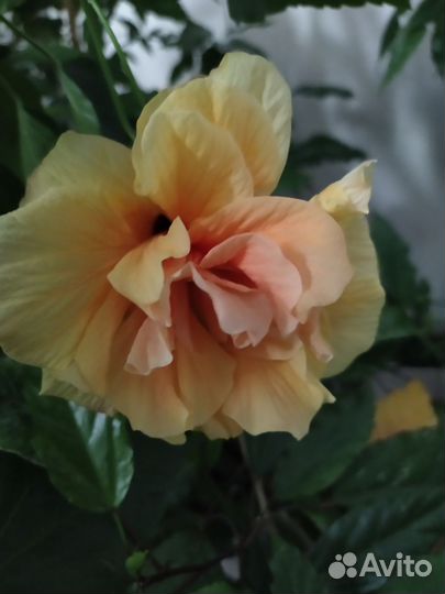 Гибискус китайская роза