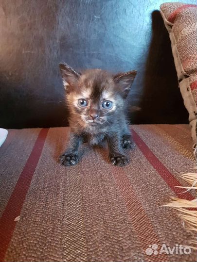 Котята в добрые руки бесплатно