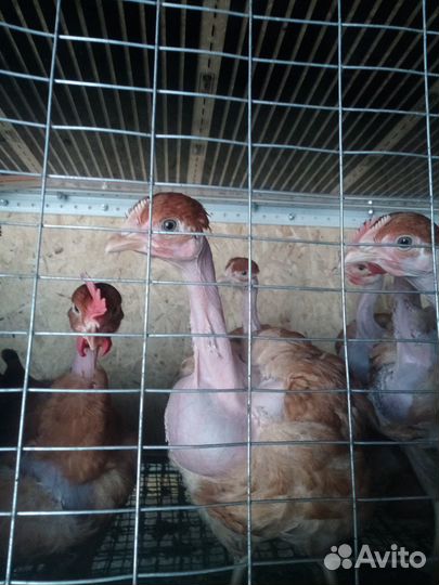 Перепелята, цыплята