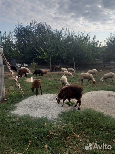 Овцы бараны