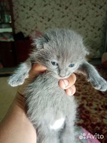 Котята домашние