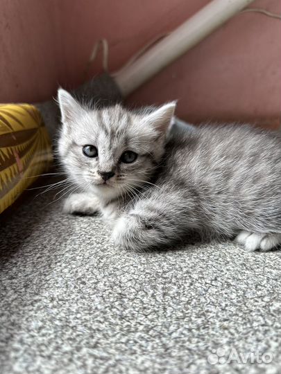 Шотландские прямоухие котята