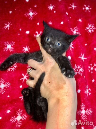 Котята в дар