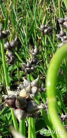 Лук многоярусный (многолетний) стрелка