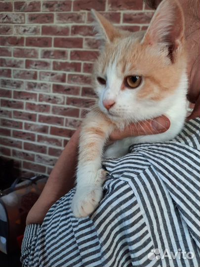 Рыжий котенок в добрые руки