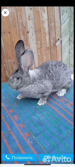 Кролики породы Ризен