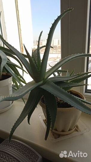 Комнатные растения