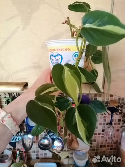 Филодендроны