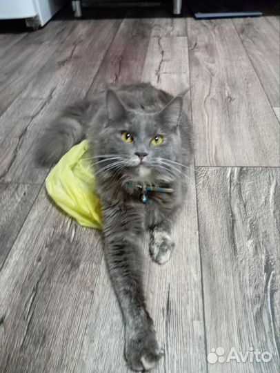 Продам взрослую кошечку,чистокровный мей-кун