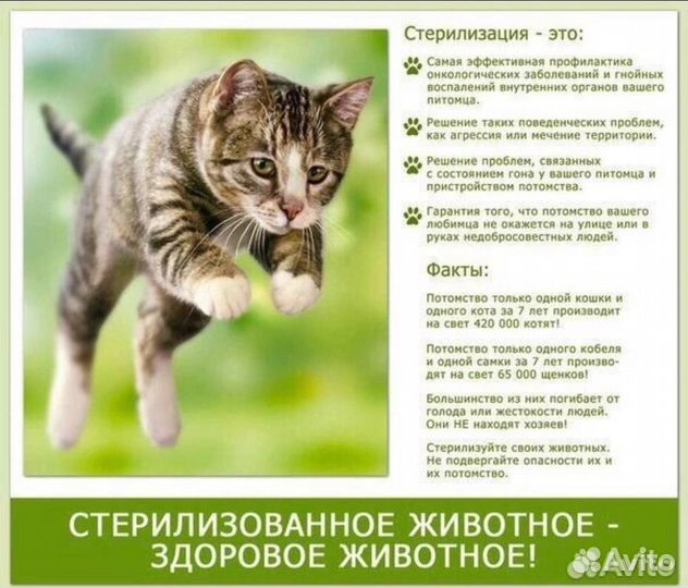 Стерилизация кошек