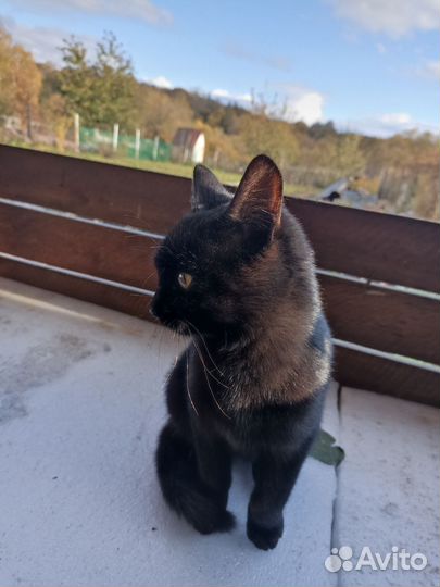 Котенок в добрые руки