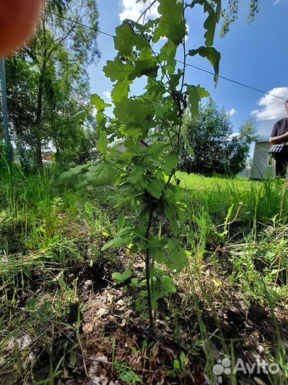 Дуб обыкновенный