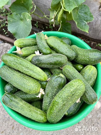 Огурцы 7л очень вкусные